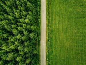 aufforstung-wald